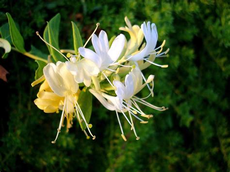 best smelling honeysuckle.